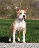 Potential breeding, a  American Staffordshire Terrier and American Bully for sale in Odessa, MO – 1 of 2