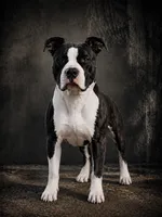 Potential breeding, a  American Staffordshire Terrier and American Bully for sale in Odessa, MO – 2 of 2
