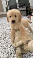 Fifi, a female Golden Retriever for sale in Ocala, FL – 4 of 10