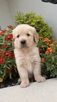 Chispa , a male Golden Retriever for sale in Ocala, FL – 2 of 8