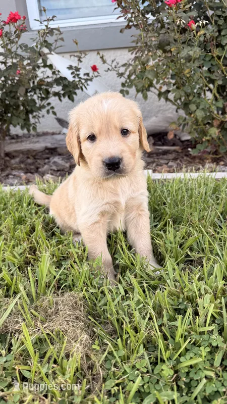 Bruno – Golden Retriever puppy for sale in Ocala, FL