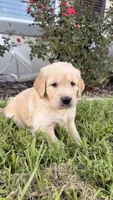 Bruno, a male Golden Retriever for sale in Ocala, FL – 5 of 9