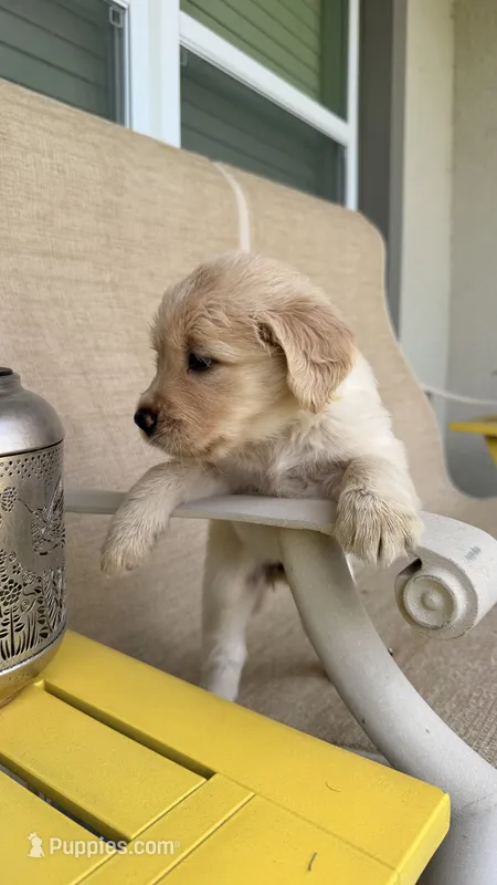Cookie – Golden Retriever puppy for sale in Ocala, FL