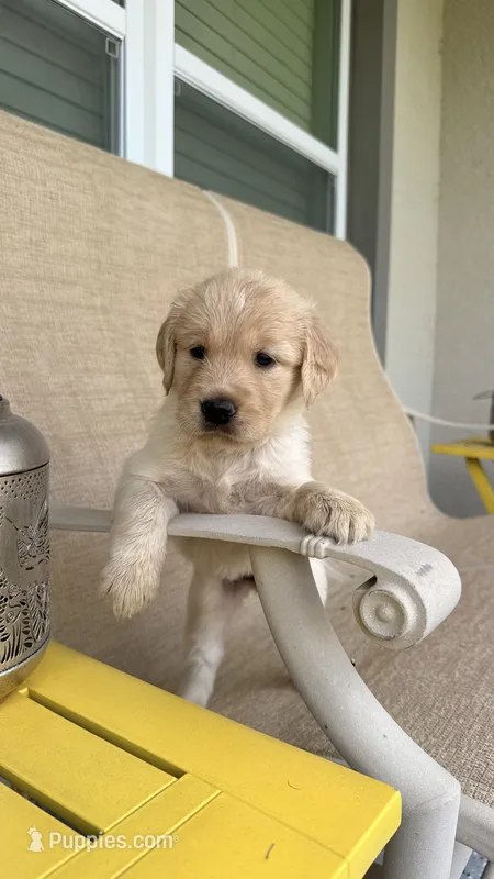 Cookie – Golden Retriever puppy for sale in Ocala, FL