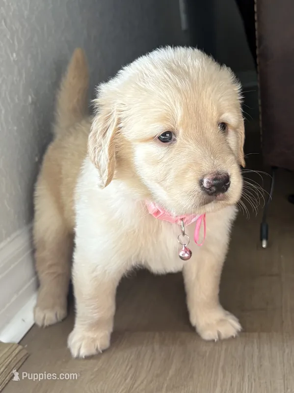 Luna – Golden Retriever puppy for sale in Ocala, FL