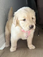 Luna, a female Golden Retriever for sale in Ocala, FL – 4 of 8