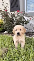Mía, a female Golden Retriever for sale in Ocala, FL – 6 of 10