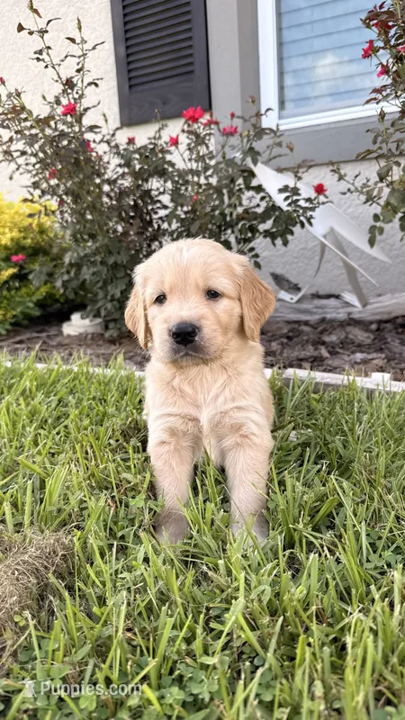 Bruno – Golden Retriever puppy for sale in Ocala, FL
