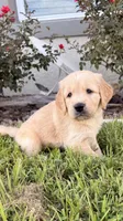 Mía, a female Golden Retriever for sale in Ocala, FL – 1 of 10