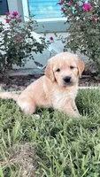 Bruno, a male Golden Retriever for sale in Ocala, FL – 6 of 9