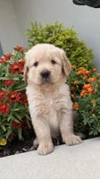 Chispa , a male Golden Retriever for sale in Ocala, FL – 3 of 8