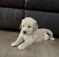 Luna, a female Golden Retriever for sale in Ocala, FL – 7 of 8