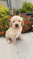 Chispa , a male Golden Retriever for sale in Ocala, FL – 6 of 8