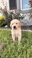 Mía, a female Golden Retriever for sale in Ocala, FL – 4 of 10