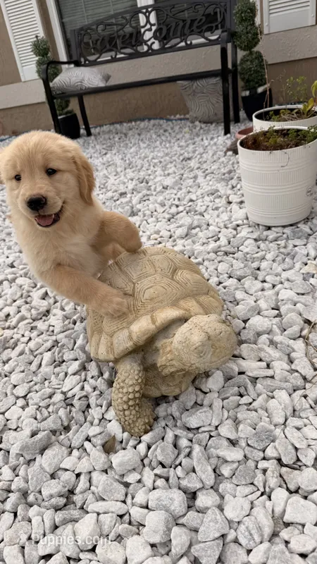 Fifi – Golden Retriever puppy for sale in Ocala, FL