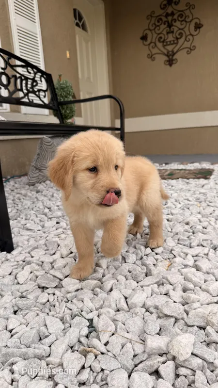 Daisy – Golden Retriever puppy for sale in Ocala, FL