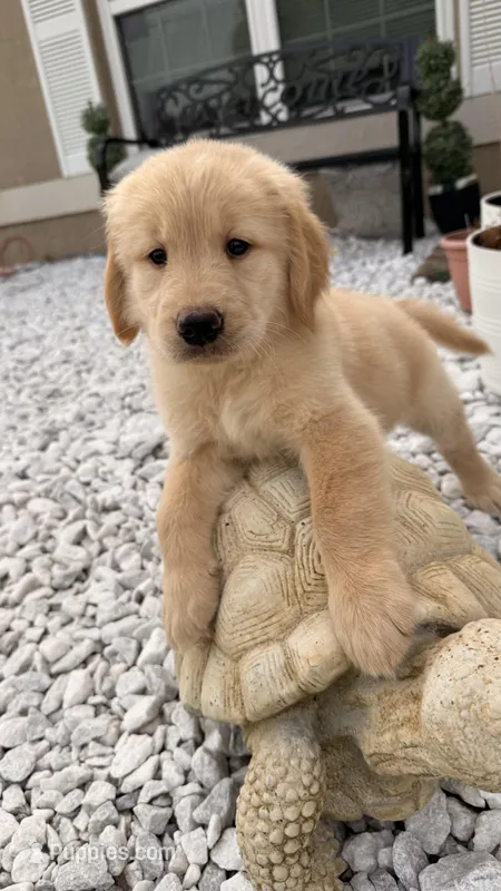 Daisy – Golden Retriever puppy for sale in Ocala, FL