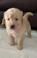 Luna, a female Golden Retriever for sale in Ocala, FL – 3 of 8