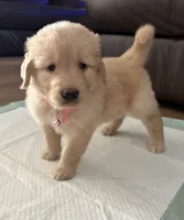 Luna, a female Golden Retriever for sale in Ocala, FL – 6 of 8