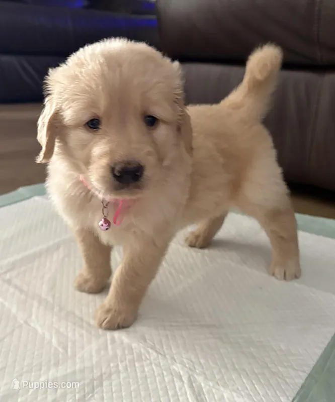 Sophia – Golden Retriever puppy for sale in Ocala, FL