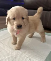 Sophia, a female Golden Retriever for sale in Ocala, FL – Photo 6 of 8