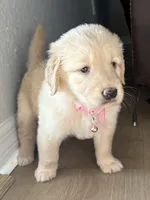 Sophia, a female Golden Retriever for sale in Ocala, FL – Photo 3 of 8