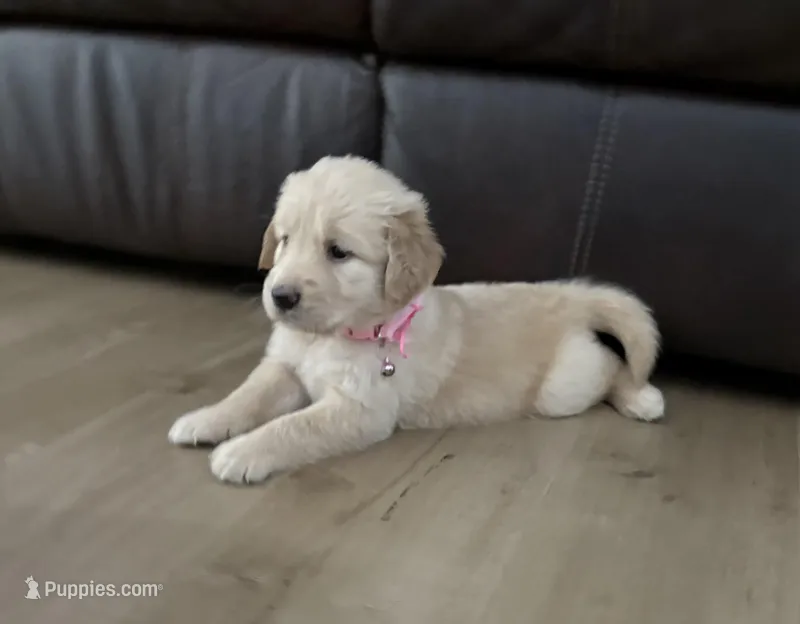 Sophia – Golden Retriever puppy for sale in Ocala, FL