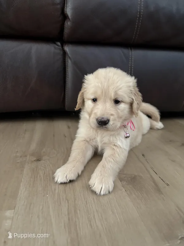 Sophia – Golden Retriever puppy for sale in Ocala, FL
