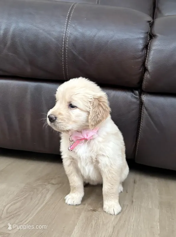 Sophia – Golden Retriever puppy for sale in Ocala, FL