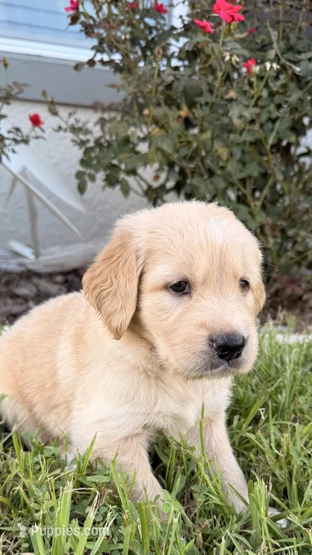Bruno – Golden Retriever puppy for sale in Ocala, FL