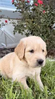 Bruno, a male Golden Retriever for sale in Ocala, FL – 1 of 9