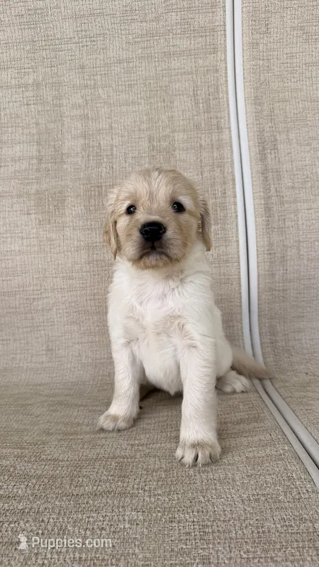 Cookie – Golden Retriever puppy for sale in Ocala, FL
