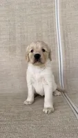 Cookie, a female Golden Retriever for sale in Ocala, FL – 6 of 9