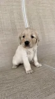 Cookie, a female Golden Retriever for sale in Ocala, FL – 8 of 9
