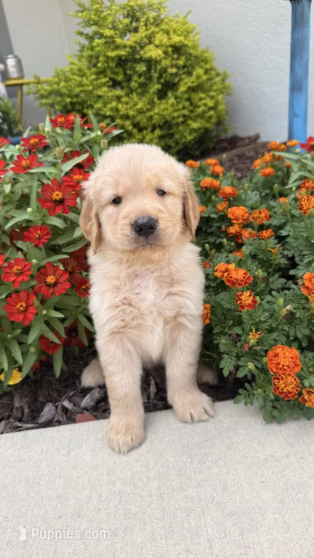 Chispa  – Golden Retriever puppy for sale in Ocala, FL