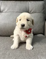 Luna , a female Golden Retriever for sale in Ocala, FL – Photo 1 of 4