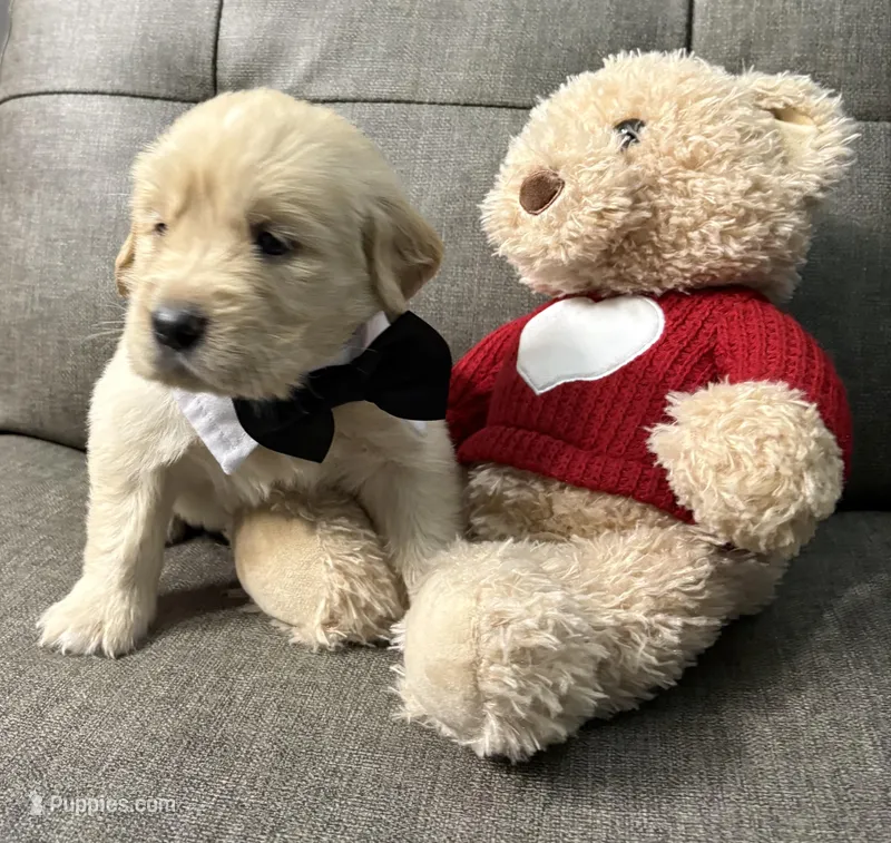 Luna  – Golden Retriever puppy for sale in Ocala, FL