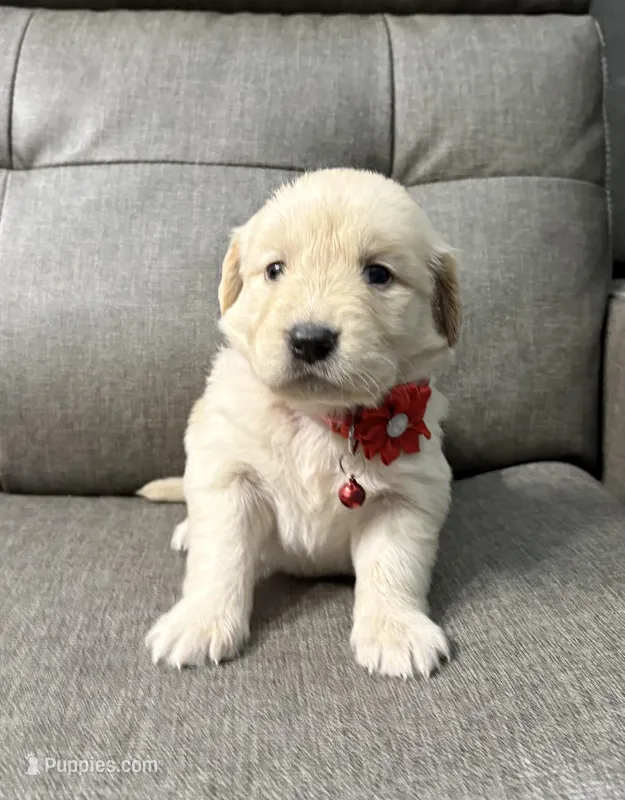 Luna , a female Golden Retriever for sale in Ocala, FL – Photo 1 of 4