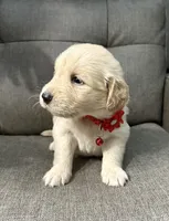 Luna , a female Golden Retriever for sale in Ocala, FL – Photo 4 of 4