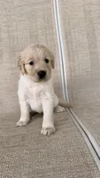 Cookie, a female Golden Retriever for sale in Ocala, FL – 7 of 9