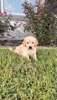 Mía, a female Golden Retriever for sale in Ocala, FL – 10 of 10
