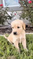 Mía, a female Golden Retriever for sale in Ocala, FL – 9 of 10