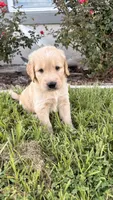 Bruno, a male Golden Retriever for sale in Ocala, FL – 8 of 9
