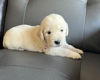 Chispa , a female Golden Retriever for sale in Ocala, FL – Photo 2 of 7