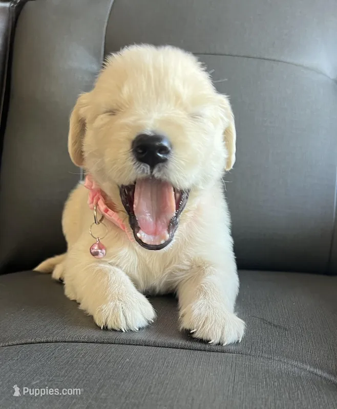 Chispa , a female Golden Retriever for sale in Ocala, FL – Photo 1 of 7