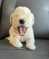 Chispa , a female Golden Retriever for sale in Ocala, FL – Photo 4 of 7