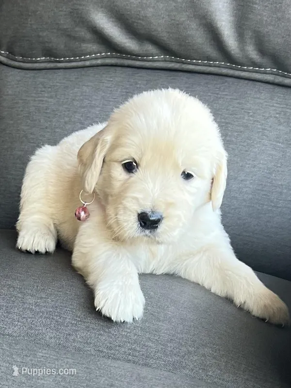 Chispa  – Golden Retriever puppy for sale in Ocala, FL