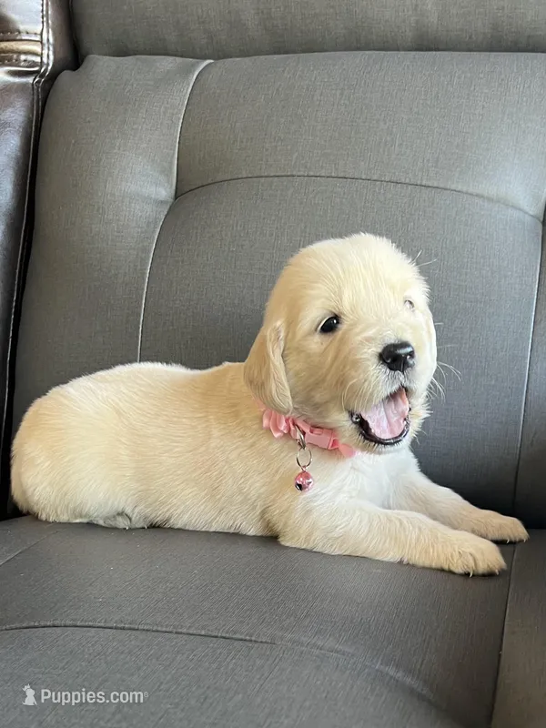 Chispa  – Golden Retriever puppy for sale in Ocala, FL