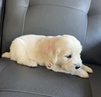 Chispa , a female Golden Retriever for sale in Ocala, FL – Photo 7 of 7
