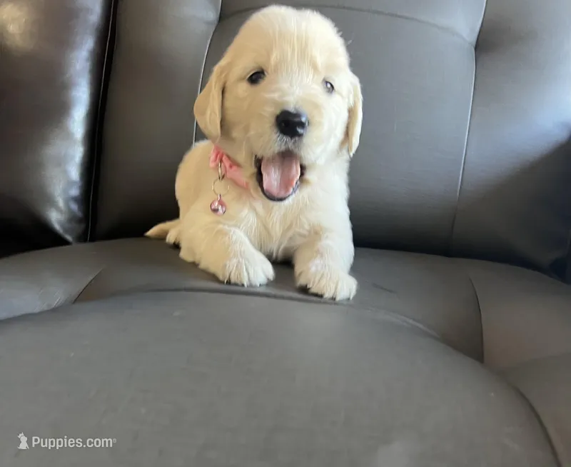 Chispa  – Golden Retriever puppy for sale in Ocala, FL